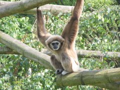 Ubuntu Gutsy Gibbon 7.10 è uscito!