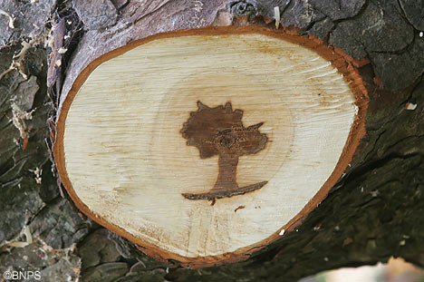 Paredolia ricorsiva, Gesù vestito da albero dentro un albero!